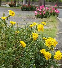 花壇の花 マリーゴールド 黄色