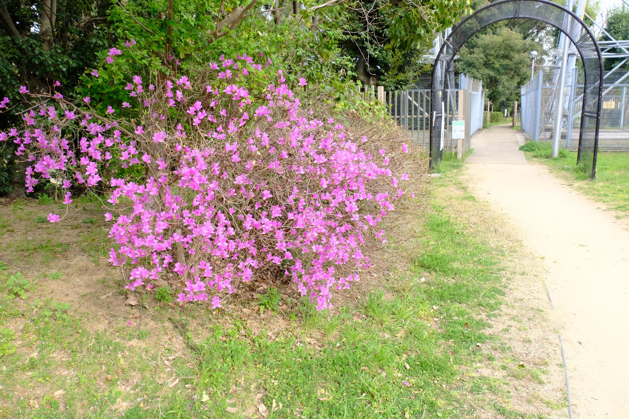 校区に咲く花