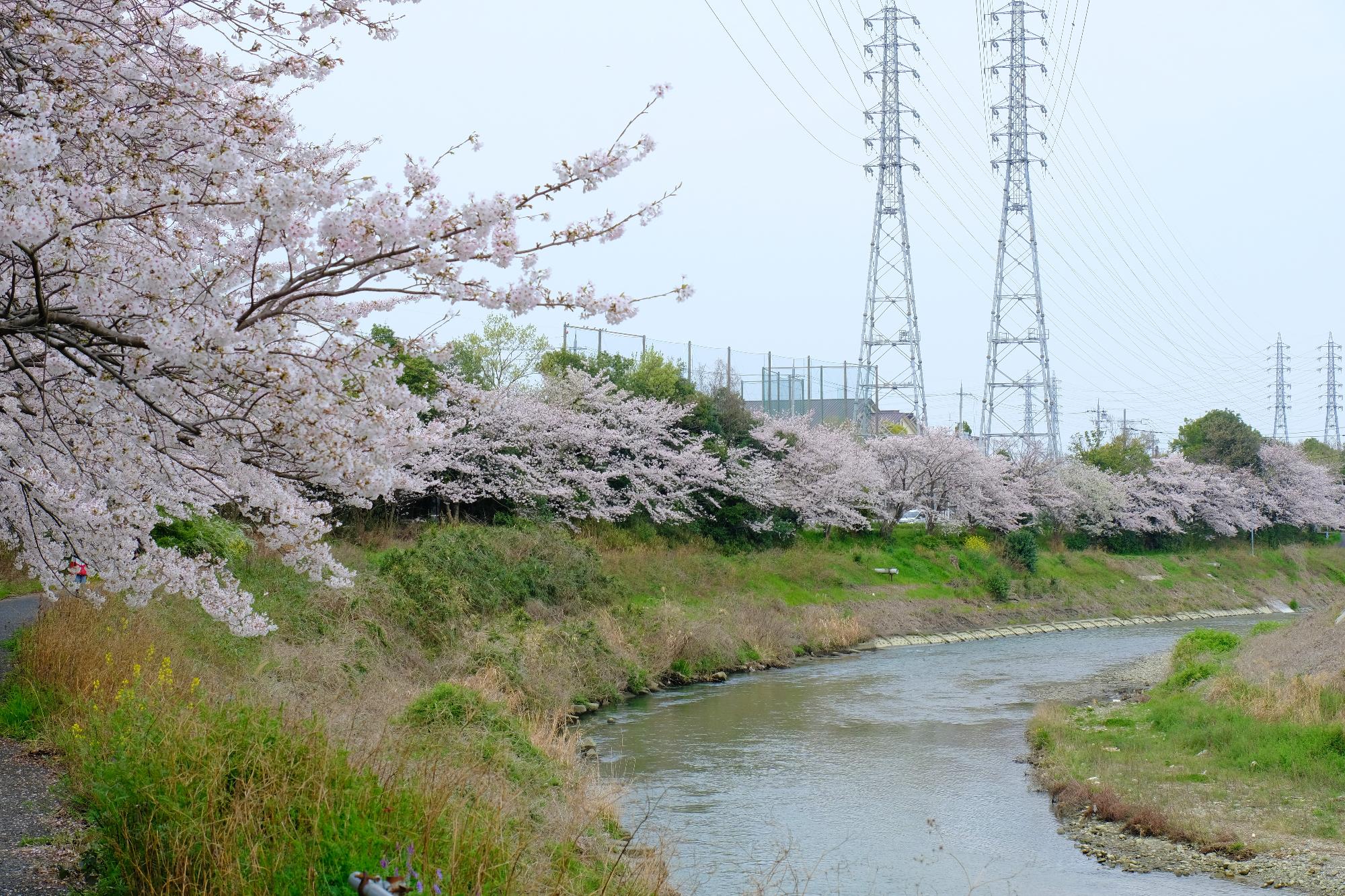 makiogawasakura