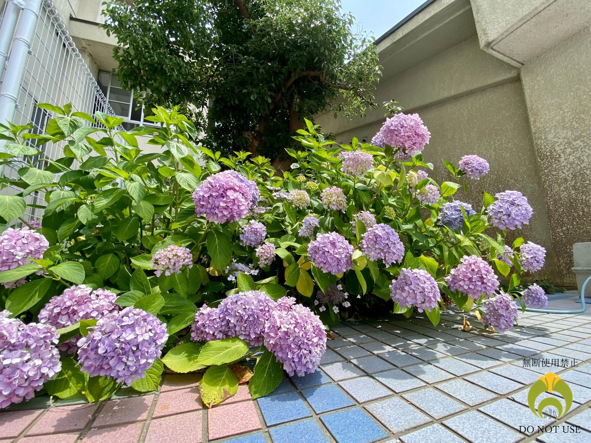 アジサイ1