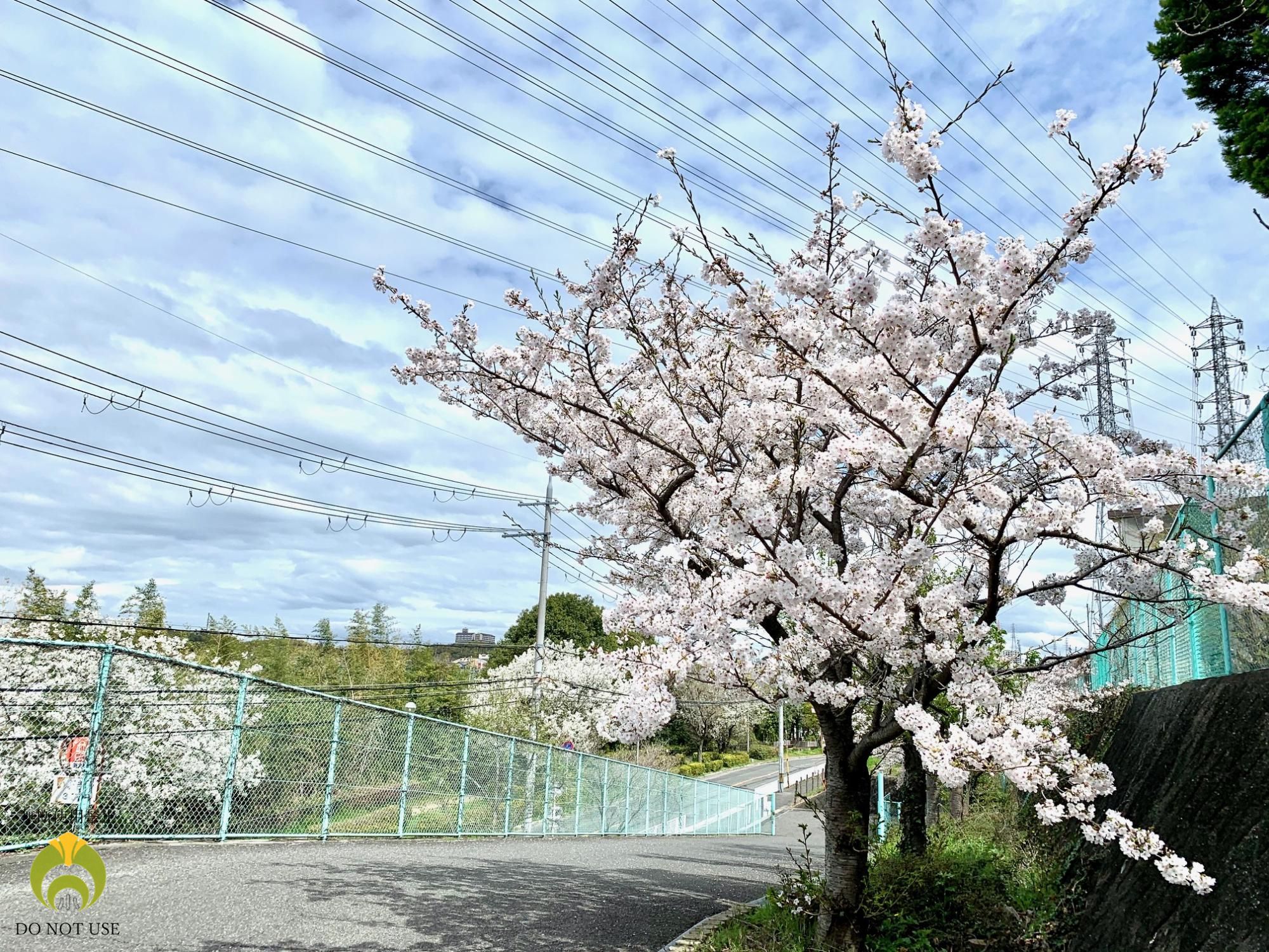 さくら門3