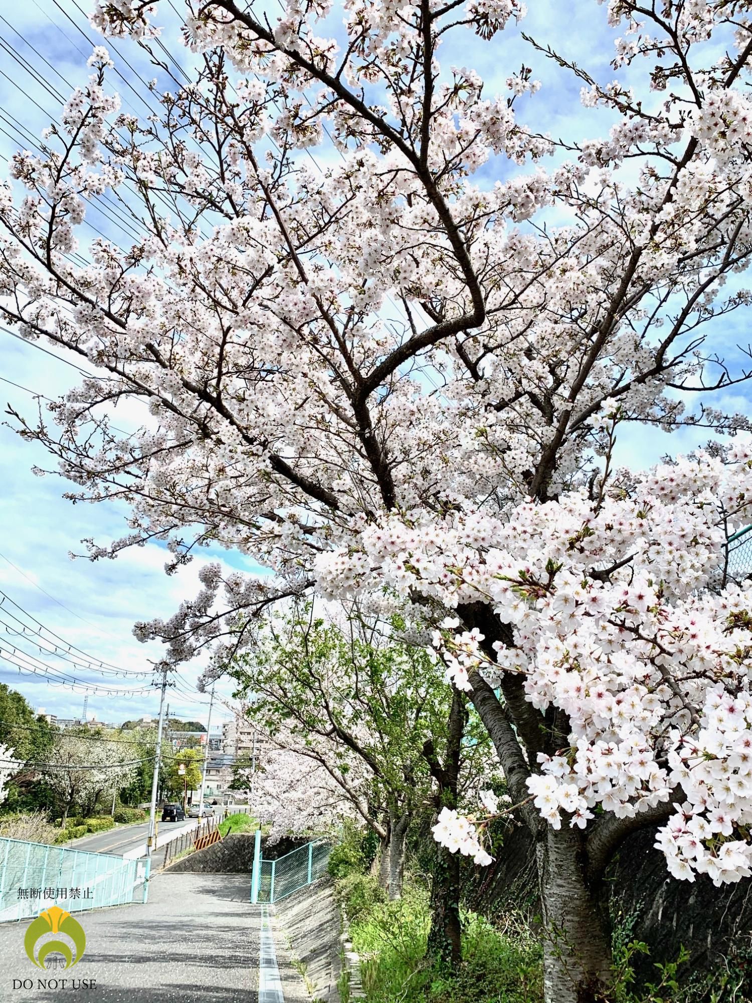 さくら門5