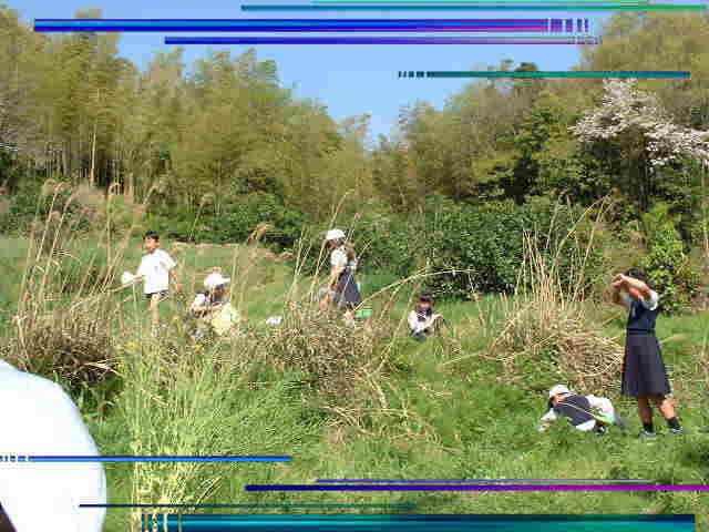 春の久井の山で遊ぶ児童たちの写真