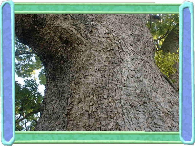 松尾寺にある木の写真
