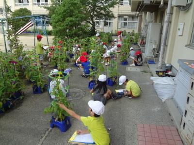 4月からお世話をしてきたあさがおの観察をしている児童の写真